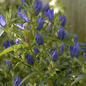 Gentiana 'True Blue' Gentiana 'True Blue'