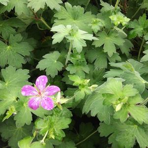 Geranium 'Fay Anna' Geranium 'Fay Anna'