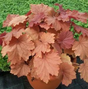 Heuchera villosa 'Mega Caramel' Heuchera villosa 'Mega Caramel'