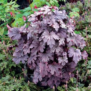 Heucherella 'Plum Cascade' Heucherella 'Plum Cascade'