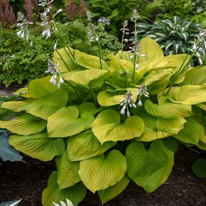 Hosta 'Age of Gold' Hosta 'Age of Gold'