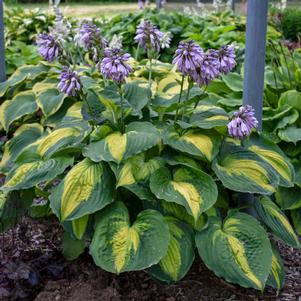Hosta 'Beyond Glory' Hosta 'Beyond Glory'