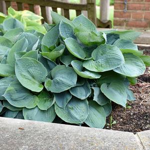 Hosta 'Hadspen Blue' Hosta 'Hadspen Blue'