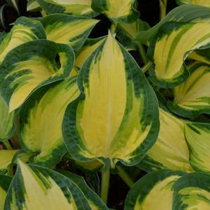 Hosta 'Happy Dayz' Hosta 'Happy Dayz'