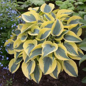 Hosta 'Shadowland® Autumn Frost' Hosta 'Shadowland® Autumn Frost'