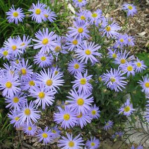 Kalimeris incisa 'Blue Star' Kalimeris incisa 'Blue Star'