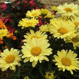 Leucanthemum 'Realflor® Real Sunbeam' Leucanthemum 'Realflor® Real Sunbeam'