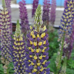 Lupinus 'Staircase® Dark Blue/Yellow' Lupinus 'Staircase® Dark Blue/Yellow'