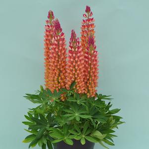 Lupinus 'Staircase® Orange' Lupinus 'Staircase® Orange'