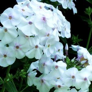 Phlox 'Earlibeauty® Daughter of Pearl' Phlox 'Earlibeauty® Daughter of Pearl'