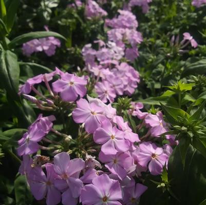 Phlox 'Earlibeauty® Rose Bouquet' Phlox 'Earlibeauty® Rose Bouquet'