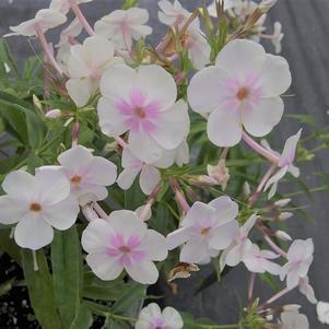 Phlox 'Earlibeauty® Solar Flare' Phlox 'Earlibeauty® Solar Flare'