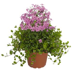 Phlox stolonifera 'Sweet Seduction Pink' Phlox stolonifera 'Sweet Seduction Pink'