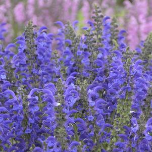 Salvia 'Fashionista® Evening Attire' Salvia 'Fashionista® Evening Attire'