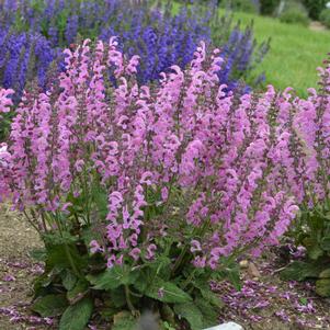 Salvia 'Fashionista® Moulin Rouge' Salvia 'Fashionista® Moulin Rouge'