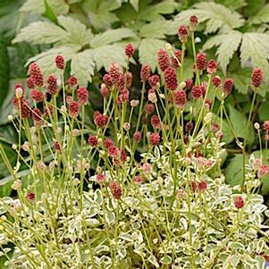 Sanguisorba officinalis var. microcephala 'Little Angel' Sanguisorba officinalis var. microcephala 'Little Angel'