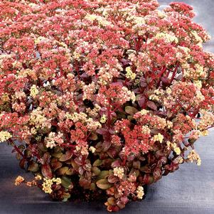 Sedum 'Peach Pearls' Sedum 'Peach Pearls'