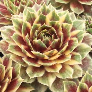 Sempervivum 'Chick Charms® Citrus Sunrise' Sempervivum 'Chick Charms® Citrus Sunrise'