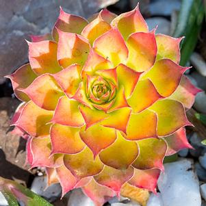 Sempervivum 'Chick Charms® Gold Nugget' Sempervivum 'Chick Charms® Gold Nugget'