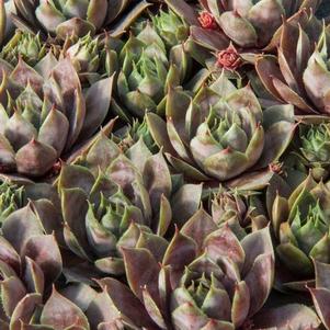 Sempervivum 'Emerald Empress' Sempervivum 'Emerald Empress'