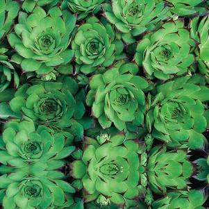 Sempervivum 'Sunset' Sempervivum 'Sunset'