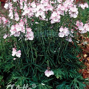 Sidalcea 'Rosaly' Sidalcea 'Rosaly'