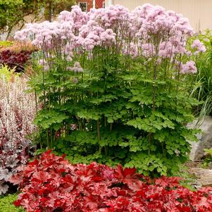 Thalictrum aquilegifolium 'Nimbus™ Pink' Thalictrum aquilegifolium 'Nimbus™ Pink'