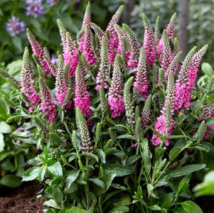 Veronica 'Bubblegum Candles' Veronica 'Bubblegum Candles'