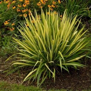 Yucca 'Color Guard' Yucca 'Color Guard'