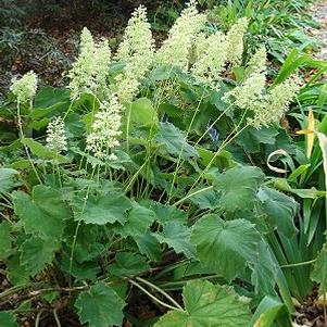 Heuchera Autumn Bride