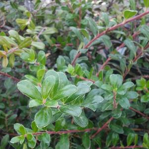 Bearberry 'Michigan' Bearberry 'Michigan'