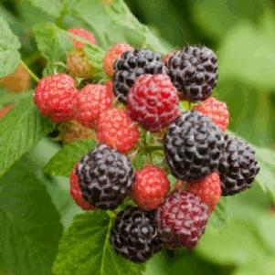Raspberry 'Black Jewel' Raspberry 'Black Jewel'