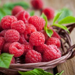Raspberry 'Latham' Raspberry 'Latham'