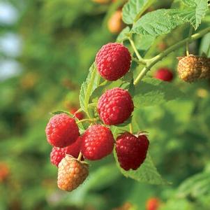Raspberry 'Prelude' Raspberry 'Prelude'