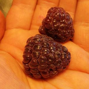 Raspberry 'Royalty' Raspberry 'Royalty'