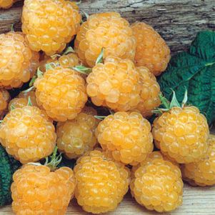 Raspberry 'Anne' Raspberry 'Anne'