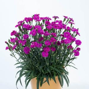 Dianthus 'Delilah™ Purple' Dianthus 'Delilah™ Purple'
