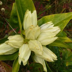 Gentiana flavida Gentiana flavida