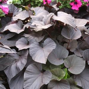 Ipomoea b 'Desana Bronze' Ipomoea b 'Desana Bronze'