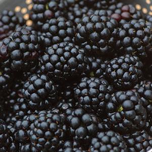 Blackberry 'Chester' Blackberry 'Chester'
