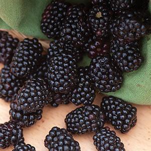 Blackberry 'Triple Crown' Blackberry 'Triple Crown'
