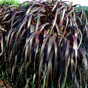 Pennisetum 'Majestic' Pennisetum 'Majestic'