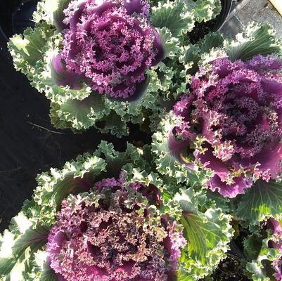 Flowering Kale 'Kamome Red'