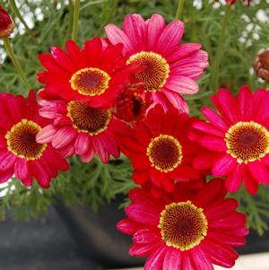 Argyranthemum 'Grandaisy® Red'