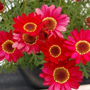 Argyranthemum 'Grandaisy® Red' Argyranthemum 'Grandaisy® Red'
