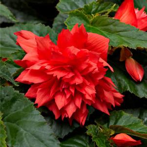 Begonia 'Grace™ Pink' Begonia 'Grace™ Pink'