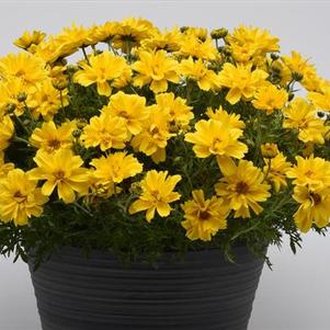 Bidens 'Sun Drop Double Yellow' Bidens 'Sun Drop Double Yellow'