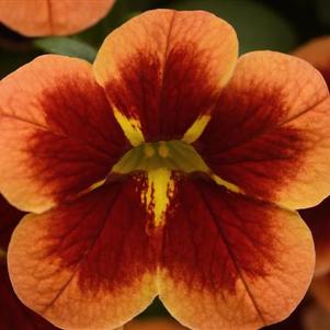 Calibrachoa Bumble Bee™ Orange