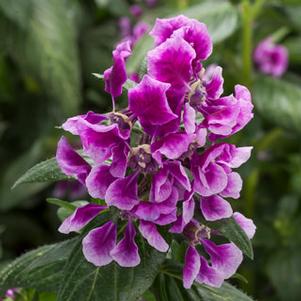Cuphea 'Sriracha™ Lavender Bicolor' Cuphea 'Sriracha™ Lavender Bicolor'