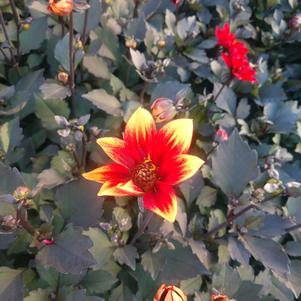 Dahlia 'Dahlegria® Orange Bicolor' Dahlia 'Dahlegria® Orange Bicolor'